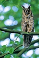 Waldohreule, das Weibchen ist groesser als das Maennchen  -  (Foto Waldohreule am Ruheplatz), Asio otus, Long-eared owl, the female is larger in size than the male  -  (Northern Long-eared owl - Photo Long-eared owl on the resting place)