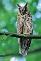 Waldohreule ist ein Daemmerungs- und Nachtjaeger  -  (Foto Waldohreule auf dem Ast einer Rotbuche), Asio otus, Long-eared owl is a dawn and nocturnal hunter  -  (Lesser Horned Owl - Photo Long-eared owl on the branch of a beech tree)