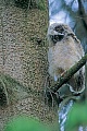 Waldohreule, ein Gelege besteht in der Regel aus 4 - 6 Eiern  -  (Foto Waldohreule ein sogenannter Aestling), Asio otus, Long-eared owl, the average clutch size is 4 - 6 eggs  -  (Lesser Horned Owl - Photo Long-eared owl chick)
