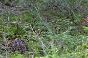 Diese Waldschnepfe verlaesst sich auf ihre Tarnung, beobachtet aber gleichzeitig den Fotografen um bei weiterer Annaeherung die Flucht zu ergreifen