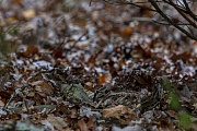 Eine Waldschnepfe verlaesst sich auf ihre perfekte Tarnung zwischen herabgefallenem Laub, Scolopax rusticola, A Eurasian woodcock relies on its perfect camouflage between fallen leaves