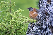 Wanderdrosseln sind Zugvoegel  -  (Foto Wanderdrossel in Alaska), Turdus migratorius, American Robin is a migratory bird  -  (Photo American Robin in Alaska)