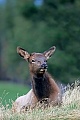 Wapiti, zwei Monate nach der Geburt sind die Kaelber entwoehnt  -  (Wapitihirsch - Foto Wapitihirschkalb im kanadischen Banf-Nationalpark), Cervus canadensis, Elk, the calves are fully weaned at two months of age  -  (Wapiti - Photo Elk calf in the Banff National Park in Canada)