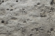 Waschbaerspuren an einem Teichufer  -  Waschbaerfaehrten, Procyon lotor, Raccoon tracks on the shore of a pond  -  Raccoon spoor - Raccoon footprint - Raccoon trail