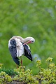 Thanks to the long beak, the White Stork can also provide the necessary care to hard-to-reach feather areas