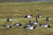 Weisswangengans, die erste in Schweden, in freier Wildbahn, nachgewiesene Brut fand im Jahr 1971 statt  -  (Nonnengans - Foto Weisswangengaense auf Nahrungssuche), Branta leucopsis, Barnacle Goose began breeding in Sweden in 1971  -  (Photo Barnacle Goose foraging)