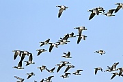 Weisswangengaense brueten einmal im Jahr  -  (Nonnengans - Foto Weisswangengaense im Flug), Branta leucopsis, Barnacle Goose, one brood each year is normal  -  (Photo Barnacle Geese in flight)