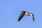 Weisswangengaense sind im Flug sehr ruffreudig, Branta leucopsis, Barnacle Geese are in the flight highly vocal