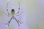 Wespenspinne, im Mai kann man die ersten jungen Spinnen beobachten  -  (Zebraspinne - Foto Wespenspinne Weibchen auf einer Heideflaeche), Argiope bruennichi, Wasp Spider, in May you can see the first young spiders  -  (Photo Wasp Spider female on a heathland)