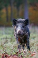 Wildschweine kommunizieren mit ihren Artgenossen durch eine Vielzahl verschiedener Lautaeusserungen, meist sind es Grunz- und Quiecklaute  -  (Schwarzwild - Foto Ueberlaeufer auf einer Waldwiese)