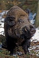 Wildschwein, in Mitteleuropa koennen Keiler in Ausnahmefaellen ein Koerpergewicht von 200kg erreichen  -  (Schwarzwild - Foto Wildschweinkeiler im Winter)
