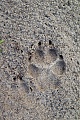 Wolfsspur im Sand am Rand einer grossen Heideflaeche in Daenemark, Canis lupus, Wolf tracks in the sand at the border of a large heath in Denmark
