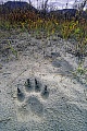 Wolfsspur in Alaska im Denali-Nationalpark  -  Wolfsfaehrte, Canis lupus, Wolf track in Alaska in Denali National Park  -  (wolf spoor - wolf footprint - wolf trail)