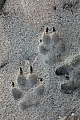 Wolfsspuren im Sand am Rand einer grossen Heideflaeche in Daenemark, Canis lupus, Wolf tracks in the sand at the border of a large heath in Denmark