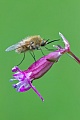 Wollschweber sind geschickte und schnelle Flieger  -  (Trauerschweber  -  Hummelschweber), Bombyliidae species, Bee Flies are skillful and fast flyers  -  (Humbleflies)