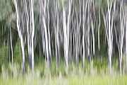 Amerikanische Zitterpappeln als Wischbild, Kluane Nationalpark  -  Yukon, Trunks of Quaking Aspen