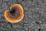 Der Zaun-Blaettling bildet sehr unterschiedliche Fruchtkoerper, je nach Standort sind sie halbkreis-, faecher-, muschel- oder konsolenfoermig  -  (Zaunblaettling - Foto Zaun-Blaettling auf einem Fichtenstamm), Gloeophyllum sepiarium , The Rusty Gilled Polypore forms very different fruit bodies, depending on the location they are semi-circular, cup-shaped, shell-shaped or bracket-shaped  -  (Conifer Mazegill - Photo Rusty Gilled Polypore on the trunk of a spruce tree)