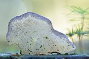 Die Fruchtkoerper vom Zitterzahn sind essbar, aber geschmacklos  -  (Eispilz - Foto Zitterzahn Pilzunterseite), Pseudohydnum gelatinosum, The fruit bodies of the Toothed Jelly Fungus are edible, but tasteless  -  (False Hedgehog Mushroom - Photo Toothed Jelly Fungus underside of the mushroom)