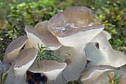 Der Zitterzahn hat eine weltweite Verbeitung  -  (Gallerter Zitterzahn - Foto Zitterzahn an einem stark verrottetem Fichtenstumpf), Pseudohydnum gelatinosum, The Toothed Jelly Fungus has a worldwide distribution  -  (Cats Tongue - Photo Toothed Jelly Fungus on a heavily rotted spruce stump)
