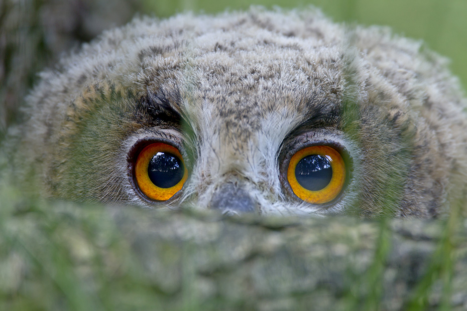 Der Uhu ist ein typischer Daemmerungs- und Nachtjaeger  -  (Foto Uhu Jungvogel mit seinen markanten orangen Augen), Bubo bubo, Eurasian eagle-owl is a largely nocturnal predator  -  (European eagle-owl - Photo Eurasian eagle-owl chick with its distinctive orange eyes)
