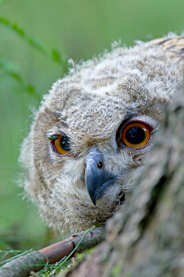 Uhu, die orangen Augen sind ein auffaelliges Erkennungszeichen  -  (Foto Uhu Portraet vom Jungvogel), Bubo bubo, Eurasian eagle-owl, the orange eyes are distinctive  -  (Eagle Owl - Photo Eurasian eagle-owl close-up of a chick)