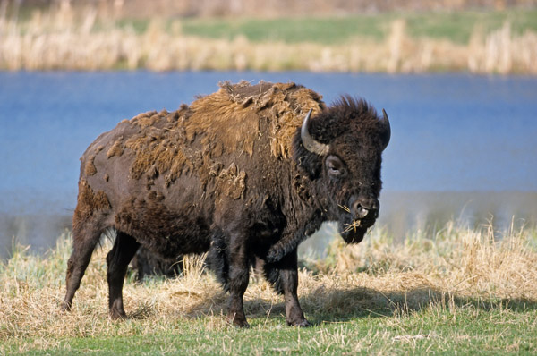 Amerikanischer Bisonbulle beobachtet den Fotografen - (Waldbison - Indianerbueffel), Bison bison - Bison bison (athabascae), American Bison bull observing the photographer - (Wood Bison - Mountain Bison)