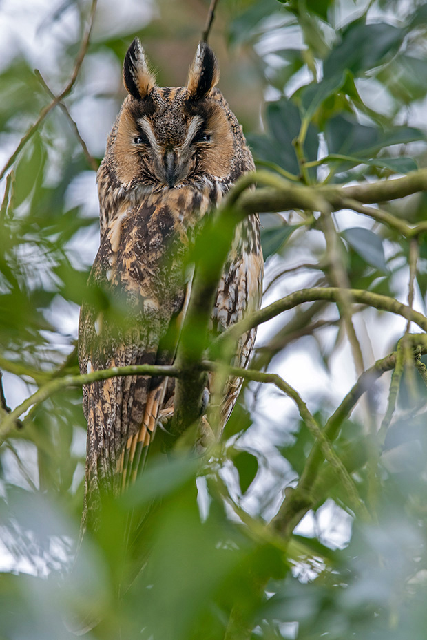 Die Waldohreule erreicht eine Koerperlaenge von etwa 36 cm  -  (Foto Waldohreule am Schlafplatz), Asio otus, The Long-eared reaches a body length of about 36 cm  -  (Northern Long-eared owl - Photo Long-eared owl at roosting place)