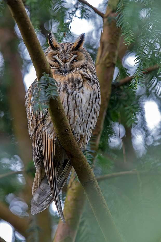 Die Waldohreule hat auffallend grosse Federohren und sind ein markantes Bestimmungsmerkmal  -  (Foto Waldohreule am Schlafplatz), Asio otus, The Long-eared owl has strikingly large feather tufts and are a distinctive identifying feature  -  (Lesser Horned Owl - Photo Long-eared owl at roosting place)