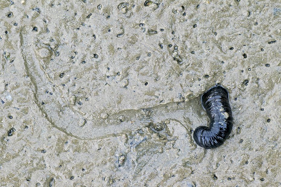 Der Wattwurm ist ein beliebter und sehr faengiger Angelkoeder  -  (Pierwurm - Foto Wattwurm und seine Frassspuren im Watt), Arenicola marina, The Lugworm is often used as fishing bait  -  (Sandworm - Photo Lugworm and his feeding tracks in mudflat)