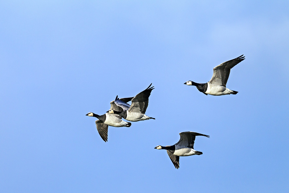 Weisswangengaense erreichen eine Fluegelspannweite von 130 - 145cm  -  (Nonnengans - Foto Weisswangengaense im Flug), Branta leucopsis, Barnacle Goose has a wingspan of 130 to 145cm  -  (Photo Barnacle Geese in flight)