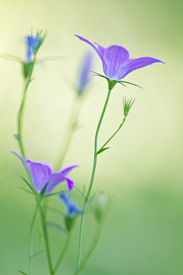 Die Wiesen-Glockenblume ist in Grossbritannien in der freien Natur eine seltene Pflanze, Campanula patula, The Spreading Bellflower is a rare plant in the wild in the UK