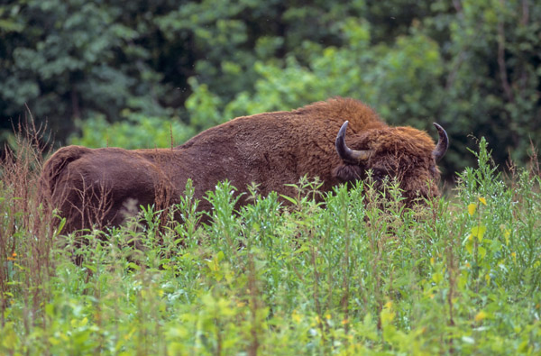 Wisentbulle auf einer Waldlichtung - (Flachlandwisent - Europaeischer Bison), Bison bonasus - Bison bonasus (bonasus), European Bison bull standing in a forest glade - (Wisent - European Wood Bison)