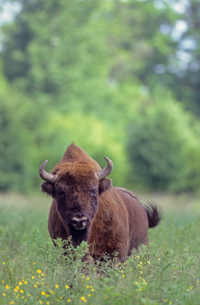 Wisentbulle auf einer Waldwiese - (Flachlandwisent - Europaeischer Bison), Bison bonasus - Bison bonasus (bonasus), European Bison bull standing in a forest meadow - (Wisent - European Wood Bison)