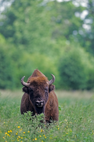 Wisentbulle auf einer Waldwiese - (Flachlandwisent - Europaeischer Bison), Bison bonasus - Bison bonasus (bonasus), European Bison bull standing in a forest meadow - (Wisent - European Wood Bison)