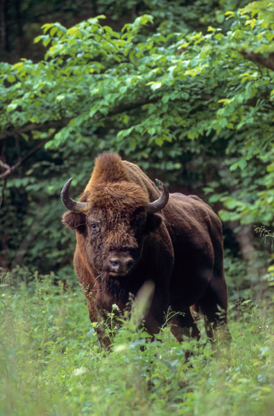Wisentbulle auf einer Waldlichtung - (Flachlandwisent - Europaeischer Bison), Bison bonasus - Bison bonasus (bonasus), European Bison bull standing in a forest glade - (Wisent - European Wood Bison)