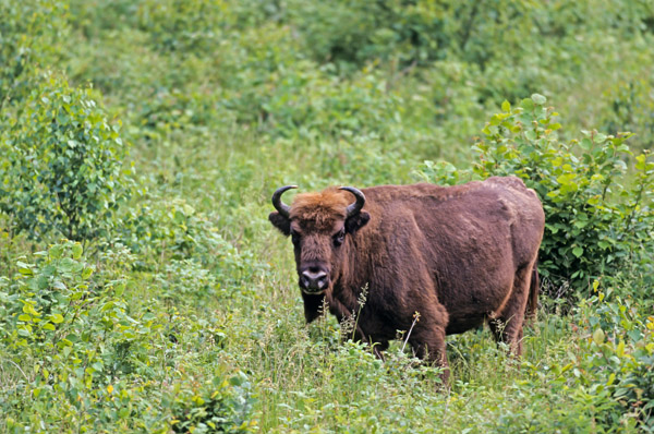 Wisentkuh auf einer Waldlichtung - (Flachlandwisent - Europaeischer Bison), Bison bonasus - Bison bonasus (bonasus), European Bison cow standing in a forest glade - (Wisent - European Wood Bison)