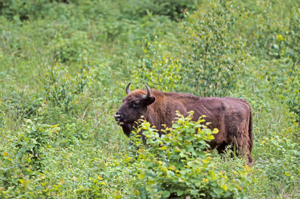 Wisentkuh auf einer Waldlichtung - (Flachlandwisent - Europaeischer Bison), Bison bonasus - Bison bonasus (bonasus), European Bison cow standing in a forest glade - (Wisent - European Wood Bison)