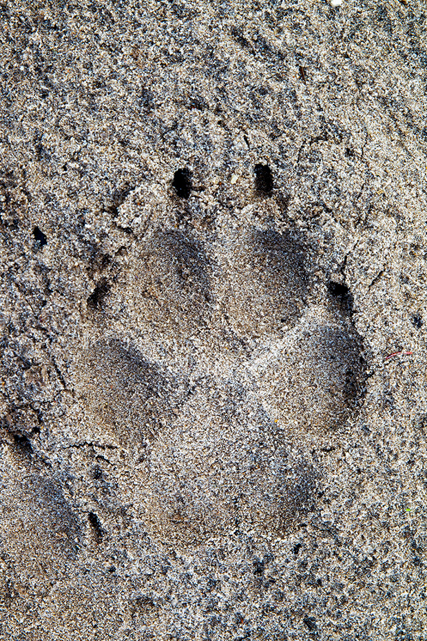 Wolfsspur im Sand am Rand einer grossen Heideflaeche in Daenemark, Canis lupus, Wolf paw print in the sand at the border of a large heath in Denmark