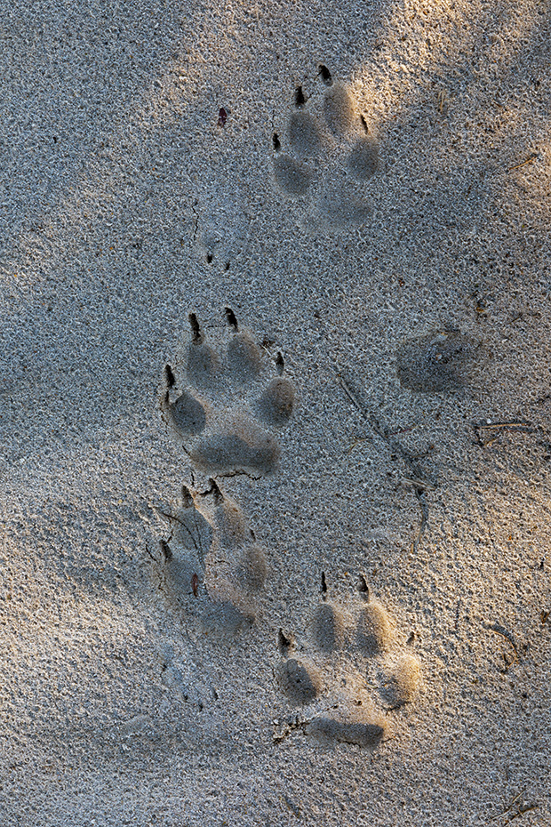 Die Spuren von zwei Woelfen im Sand am Rand einer grossen Heideflaeche in Daenemark, Canis lupus, The tracks of two wolves in the sand at the edge of a large heath in Denmark